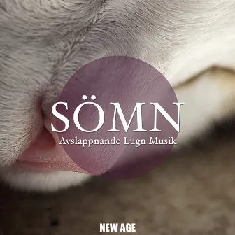 Sömn - Avslappnande Lugn Musik by Unknown Artist