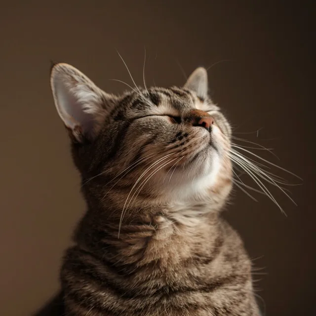 Serenata Con Música Ambiental Felina