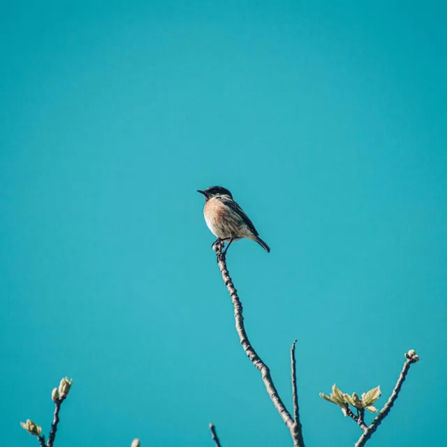 Black Cap