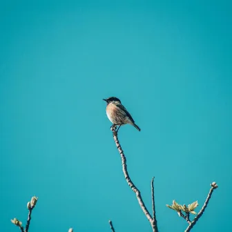 Black Cap by Pelleas