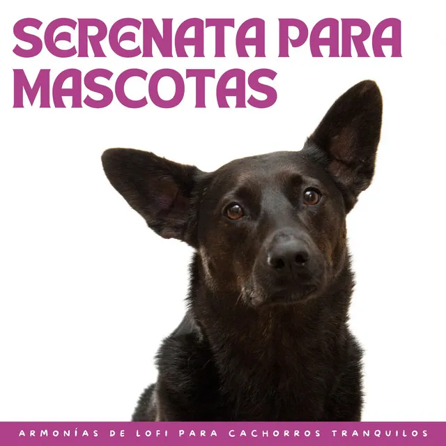 Serenidad Para Mascotas