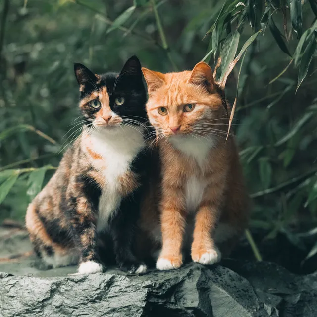 Whiskered Serenades for Piano Cats