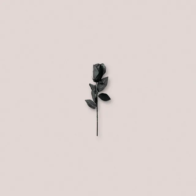 Black Rose