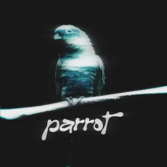 parrot by bailzwil