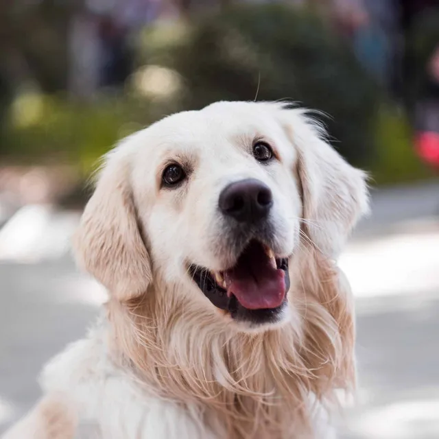 Vibrant Backdrops for Handsome Doggy