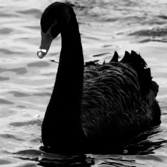 Black Swan by Yung Uri