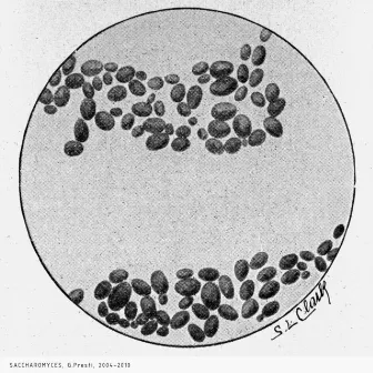 Saccharomyces by Giorgio Presti