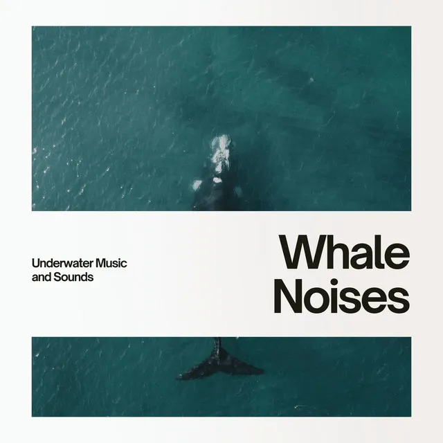 Whale Noises Deep Underwater & Ocean