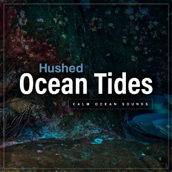 Hushed Ocean Tides by Calm Ocean Sounds