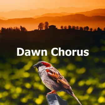 Dawn Chorus by Nature Atmospheres