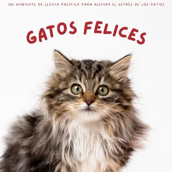 Gatos Felices: Un Ambiente De Lluvia Pacífica Para Aliviar El Estrés De Los Gatos by Relaja a mi gato