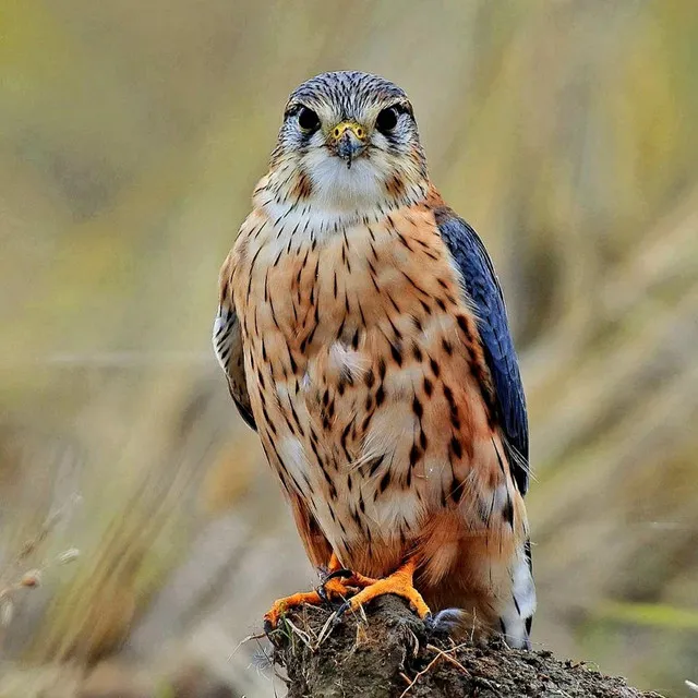 Burung Elang (Masteran)