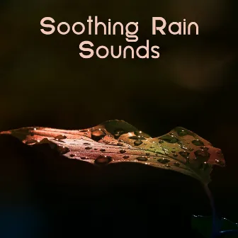 Soothing Rain Sounds by Rainforest