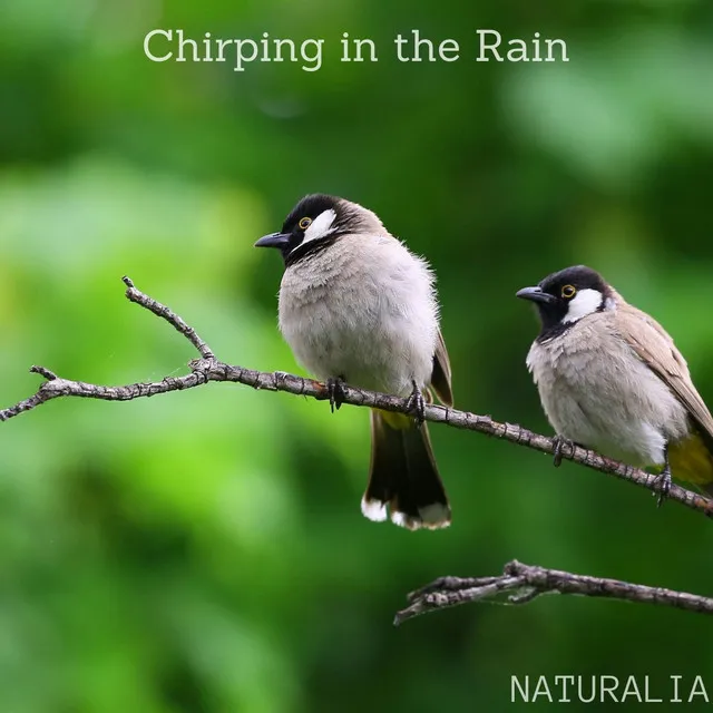 Chirping in the Rain