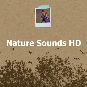 Nature Sounds HD by Nature Hive