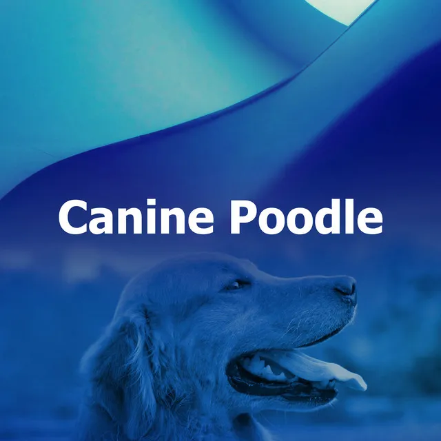 Canine Poodle