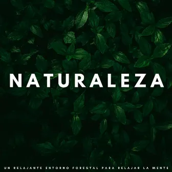 Naturaleza: Un Relajante Entorno Forestal Para Relajar La Mente by Tiempo de relajación natural