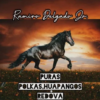 Puras Polkas, Huapangos Y Redova by Ramiro Delgado Jr.