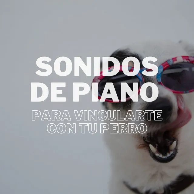 Sonidos De Piano Para Vincularte Con Tu Perro