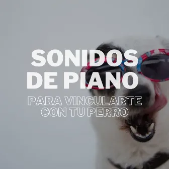 Sonidos De Piano Para Vincularte Con Tu Perro by Jazz relajante para perros