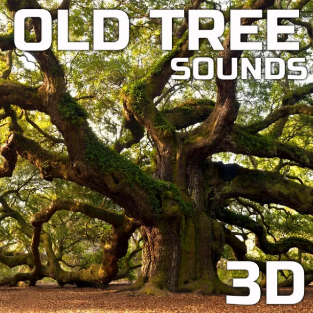 Forest Old Tree Sounds 3D