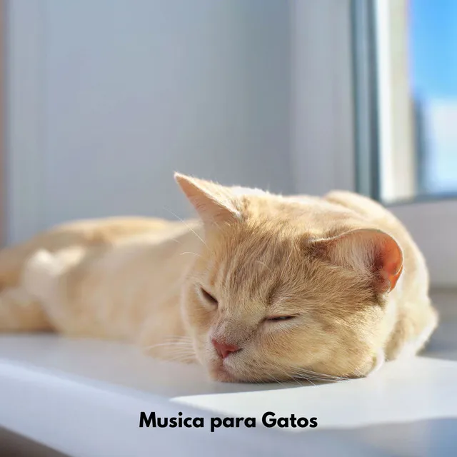 Armonías de salón para gatos