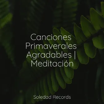 Canciones Primaverales Agradables | Meditación by Meditar Profundamente