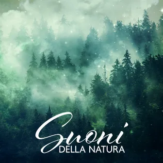 Suoni Della Natura: La Migliore Musica Per Rilassarsi E Dormire | Canto Di Uccelli, Rumore Di Un Ruscello, Avventura Dentro Il Bosco by 