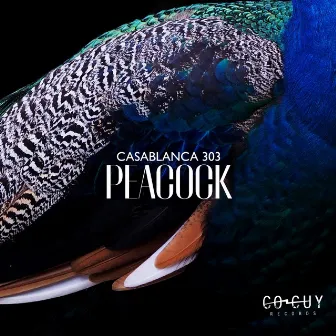 Peacock by Casablanca 303