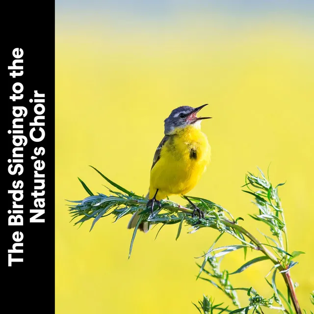 The Birds Singing to the Nature's Choir