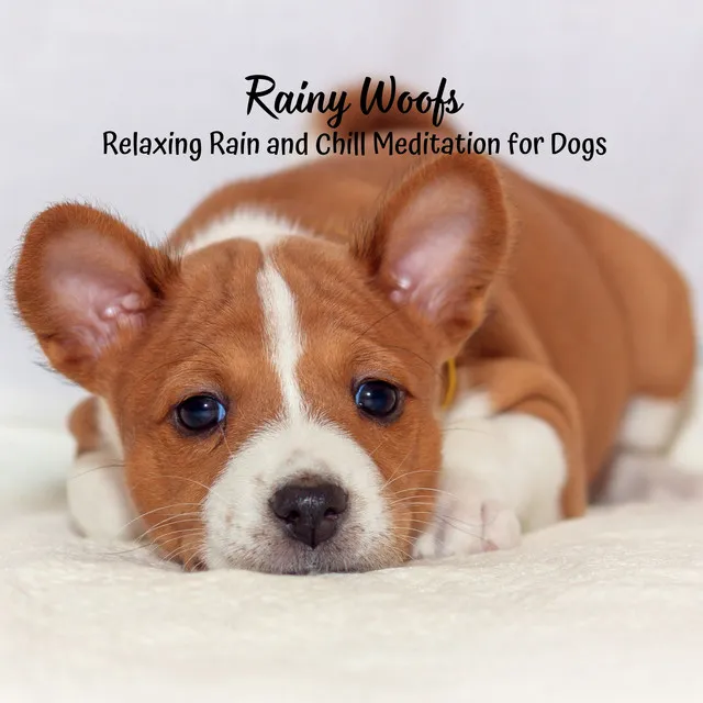 Rainy Woofs: Relaxing Rain and Chill Meditation for Dogs