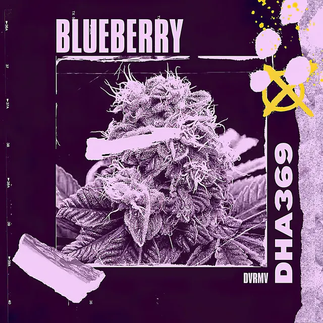 Blueberry (En Vivo)