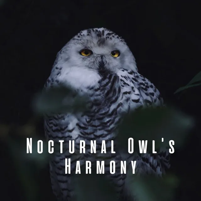 Owls' Hootful Cadence