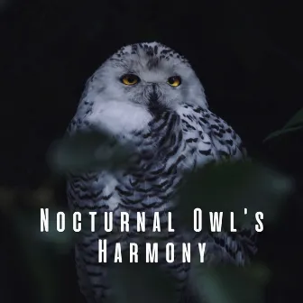 Nocturnal Owl's Harmony by Brown Owl Plays