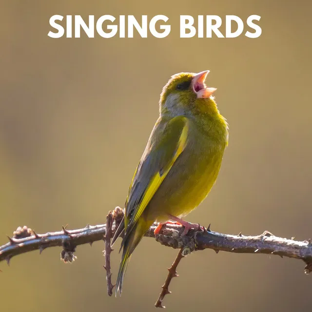 Singing Birds