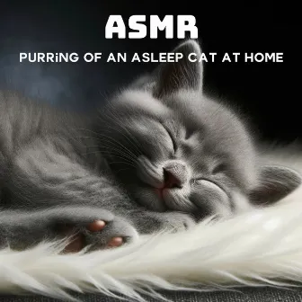 ASMR: Purring of an Asleep Cat at Home by Cat Music!