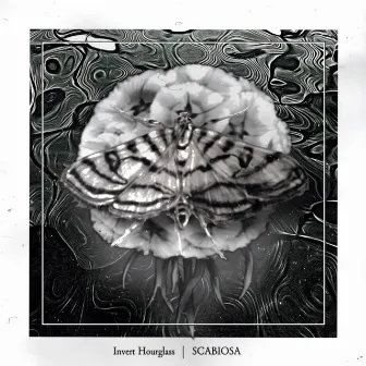 Scabiosa (Re-recoded) by Invert Hourglass