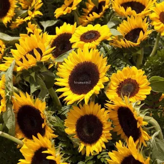 tournesol by White MJ