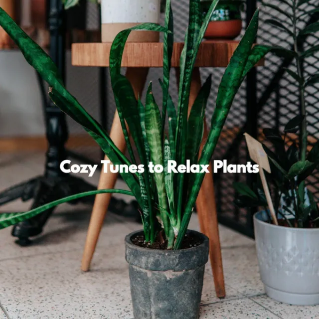 Cozy Tunes to Relax Plants