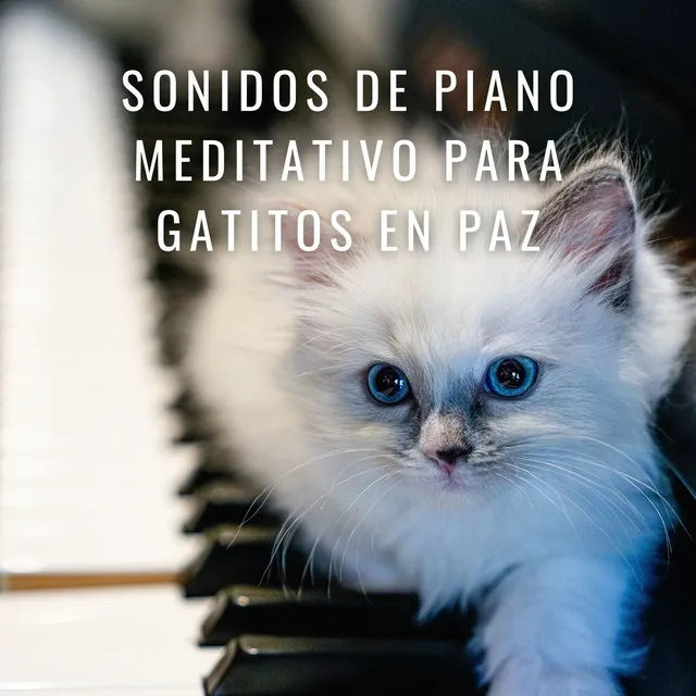 Canciones De Cuna De Piano Para Gatos