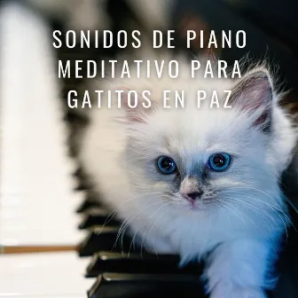 Gatos Zen: Sonidos De Piano Meditativo Para Gatitos En Paz by Piano para gatos