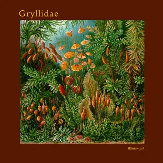 Gryllidae by Blindsmyth