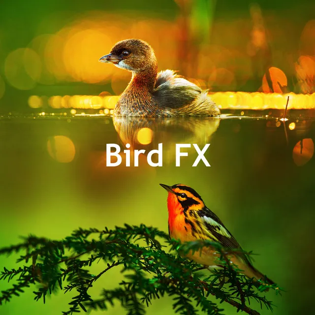 Bird FX