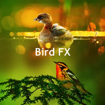 Bird FX by Forest Sounds FX