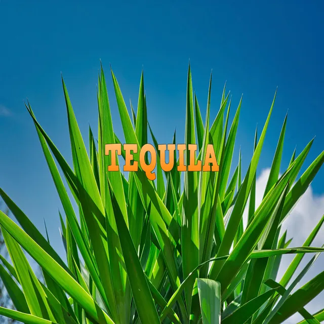 Tequila