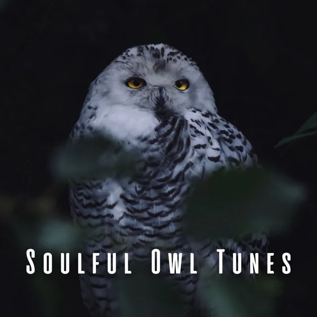 Soulful Feathered Notes