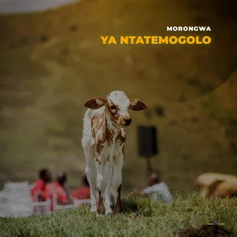 Ya Ntatemogolo by Morongwa