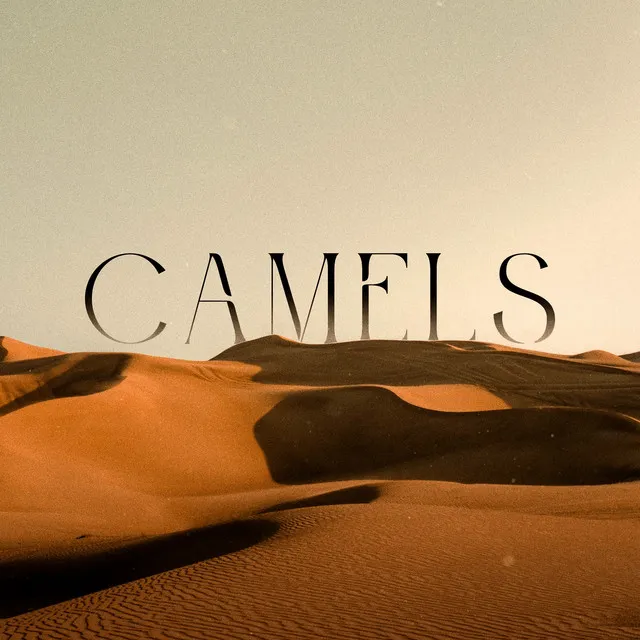 Camels