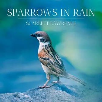 Sparrows in Rain by Unknown Artist