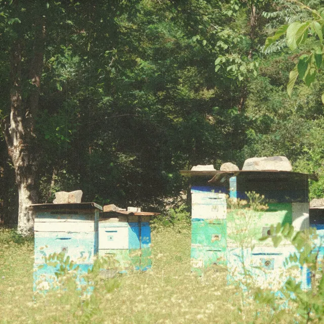 Apiary